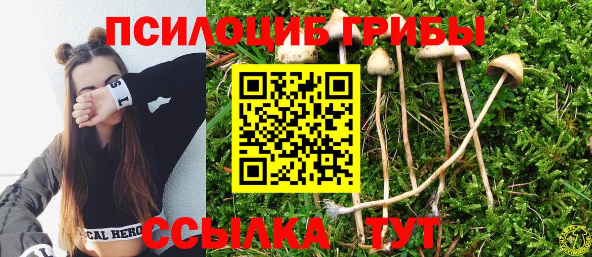 Галлюциногенные грибы Psilocybe Бердск