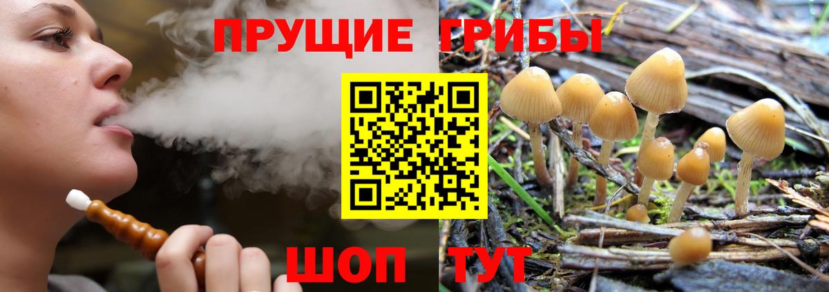 как найти закладки  Вход с VPN  Бердск  Галлюциногенные грибы мицелий 